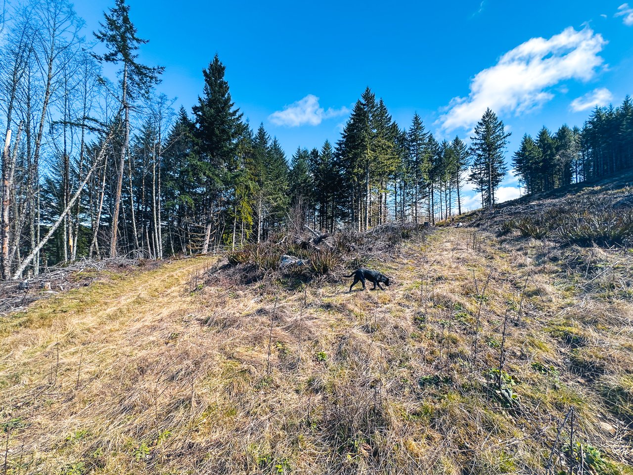 Marion Woods - Auction