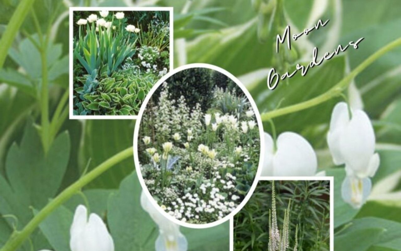 Moon Gardens