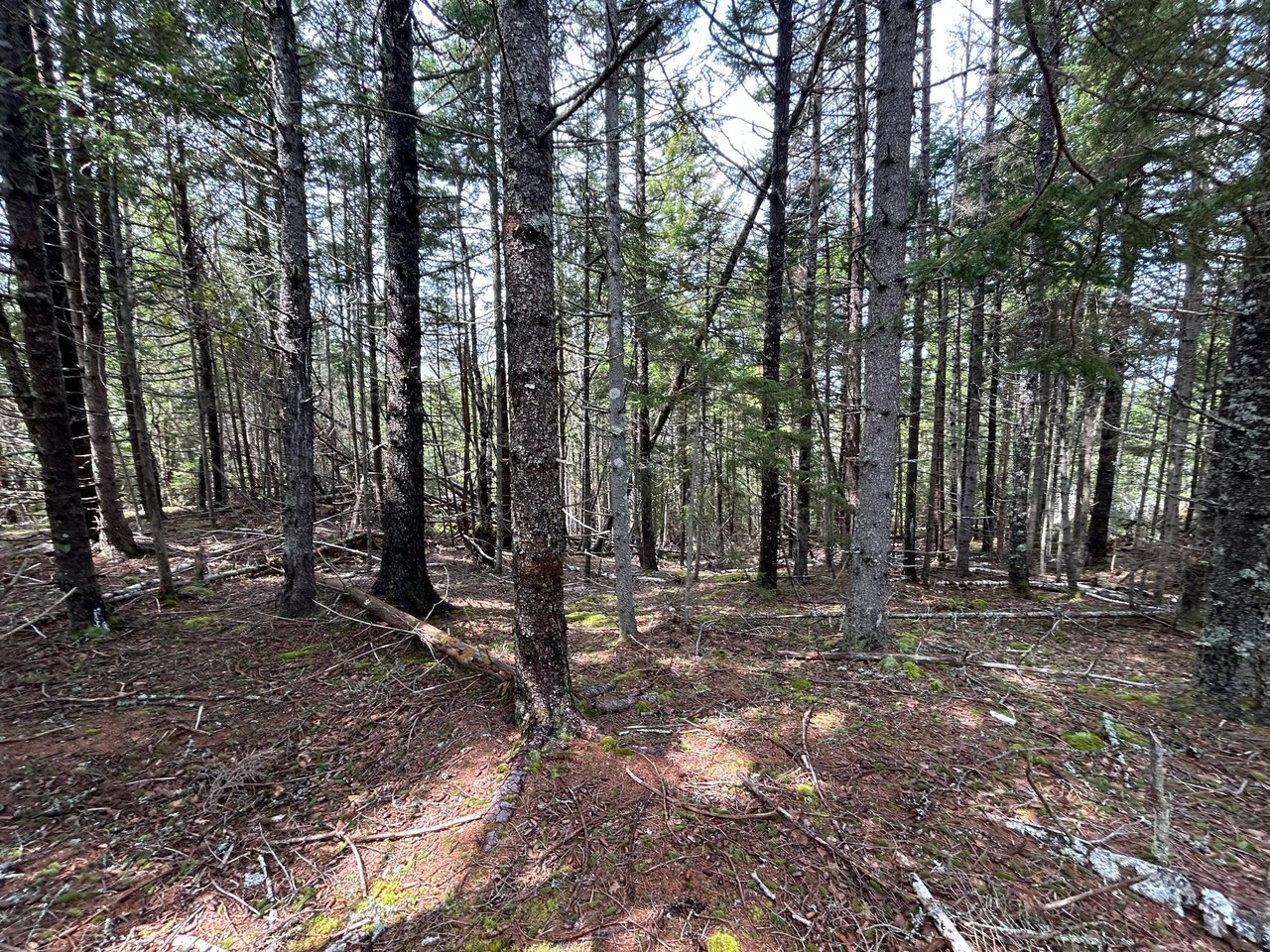 Lot 4 Julian Road Lubec, ME 04631