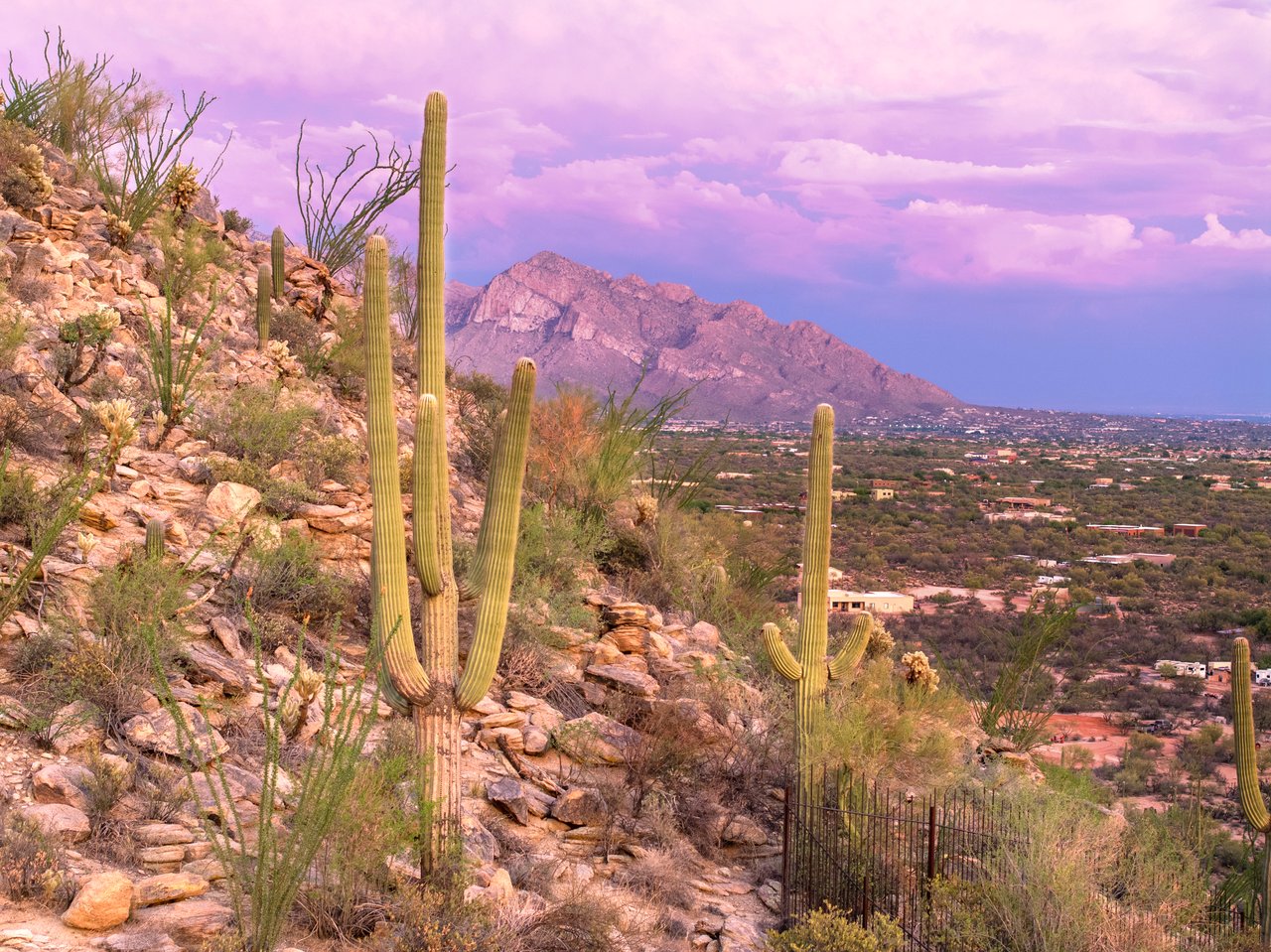 Staying Put In Tucson