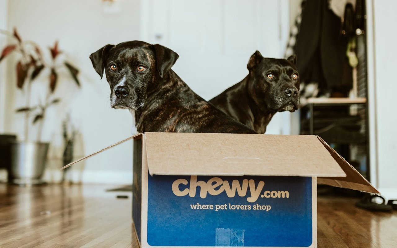 How to Safely Move with Pets: Tips and Tricks