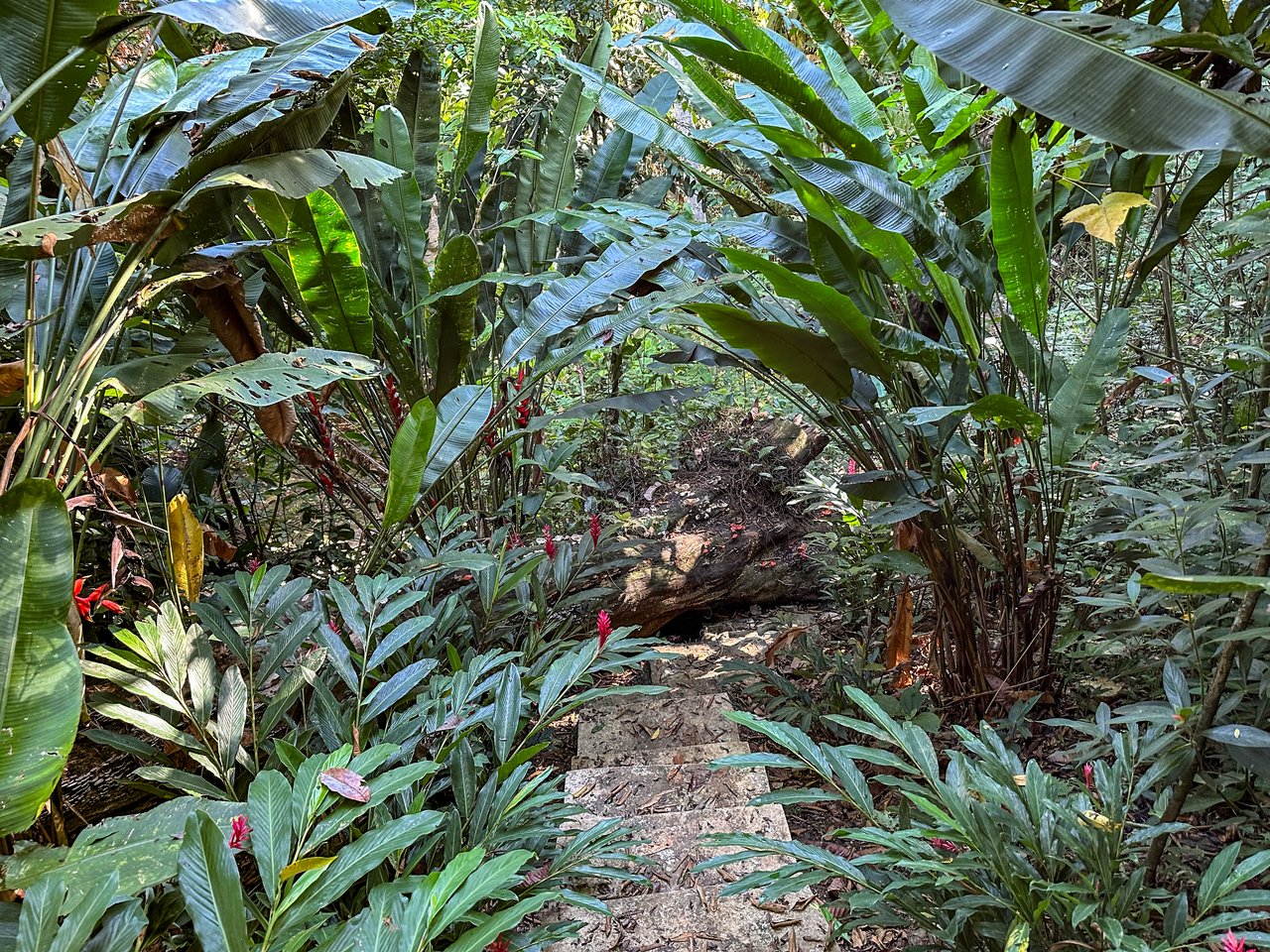 Jungle River Retreat with Airbnb & Build Space in Ojochal