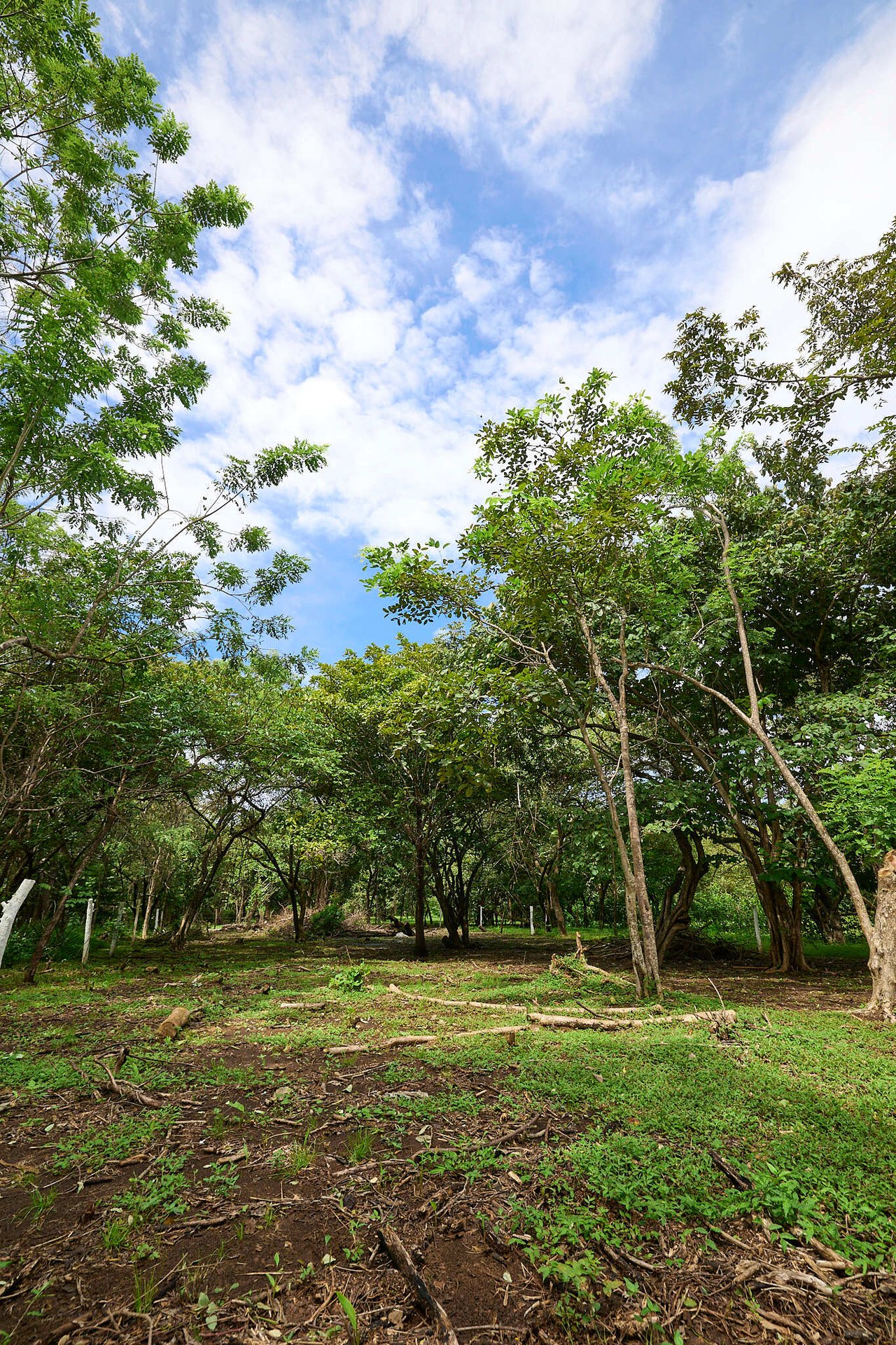 Prime Lot on Public Road | Ready for Construction in Playa Avellanas