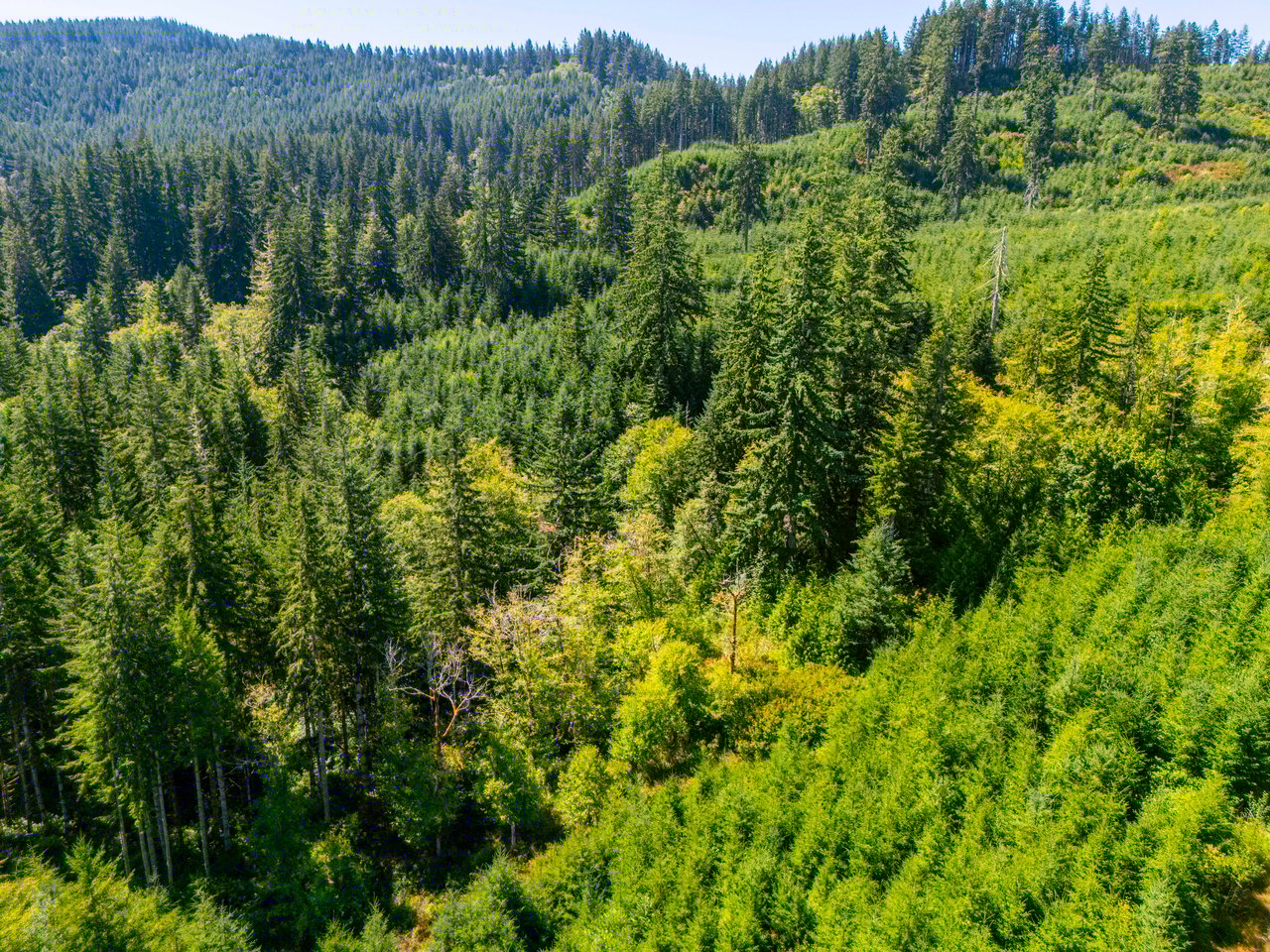 LINCOLN-HILLTOP TREEFARM Sealed Bid Offering 