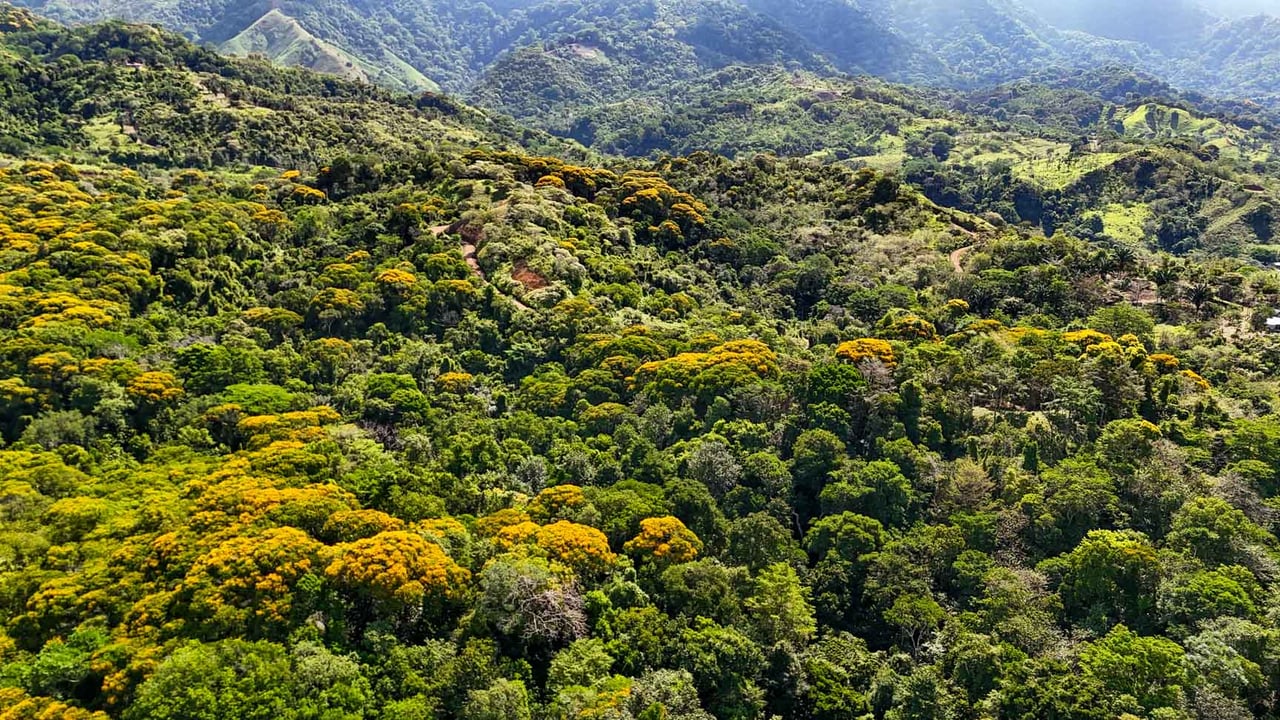 32-Acre Self-Sustainable Off-Grid Farm Near Ojochal with House, Solar Power & River
