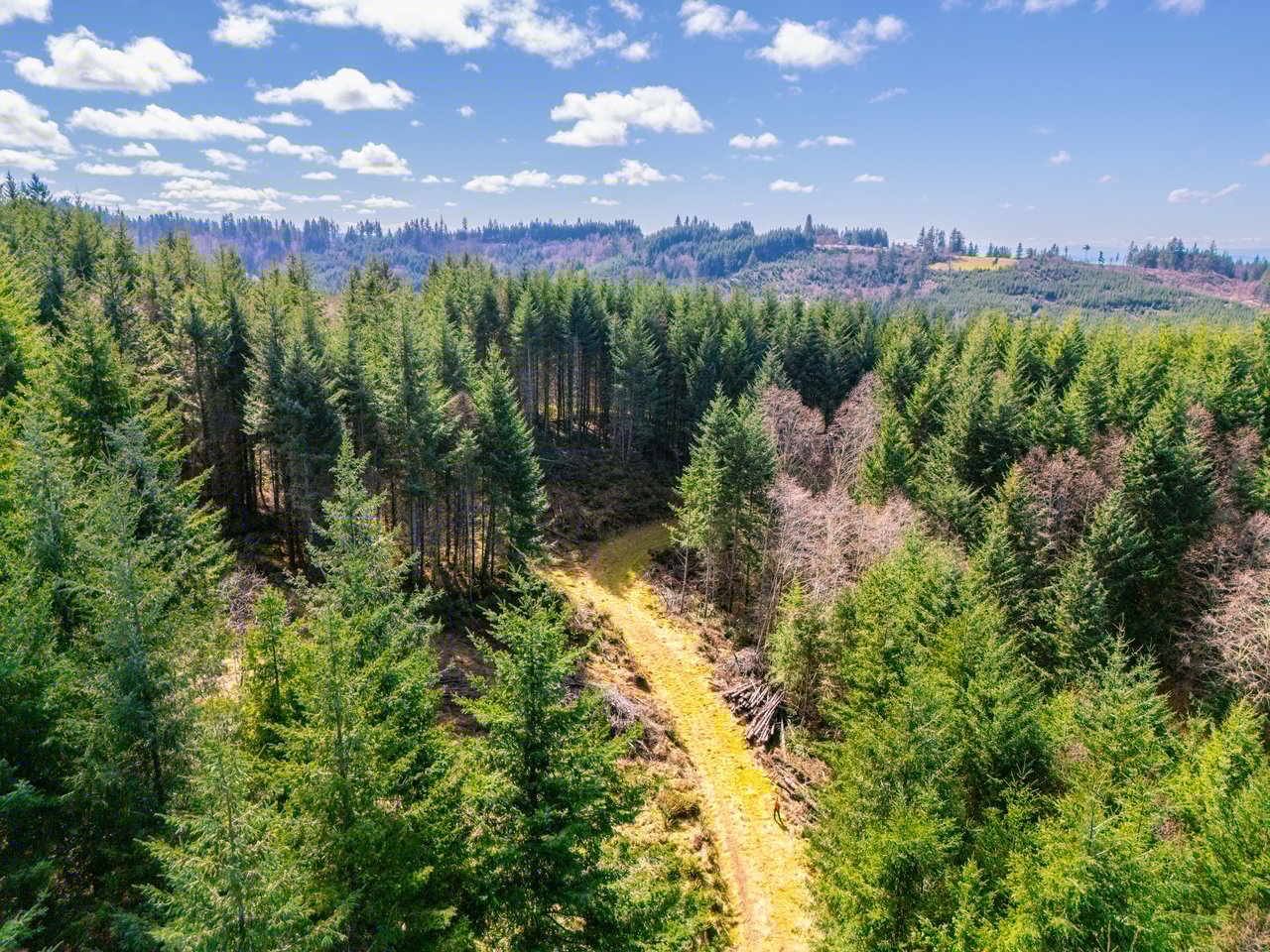 Marion Woods - Auction