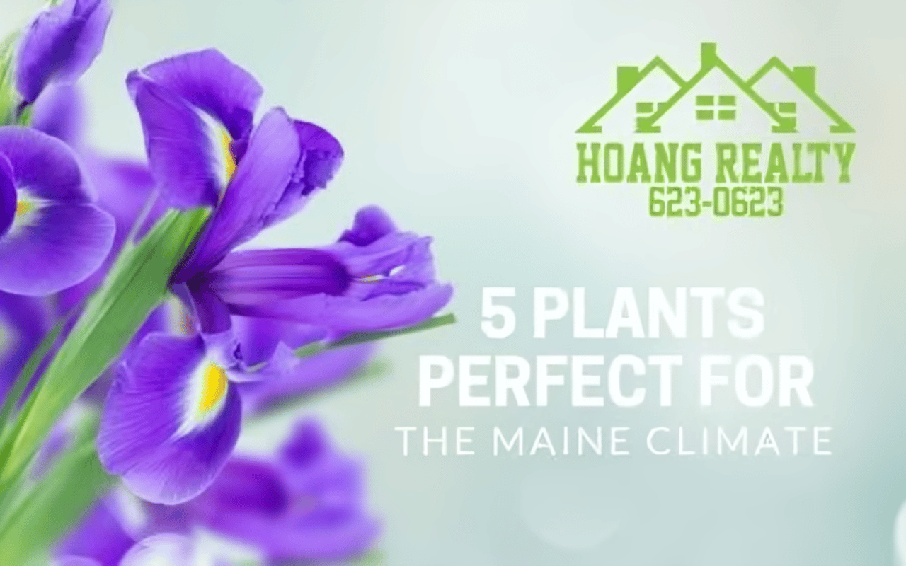 Landscaping in Maine: 5 Plants Perfect for the Maine Climate