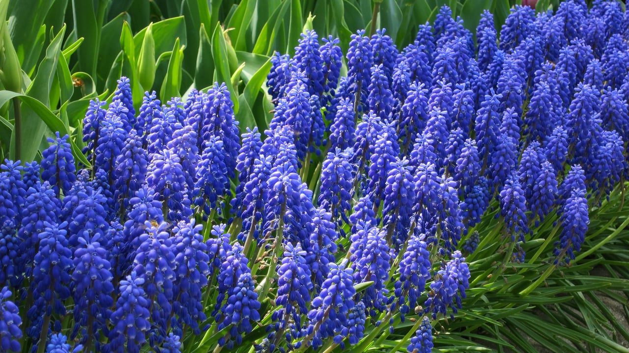 Perennials to Plant in September