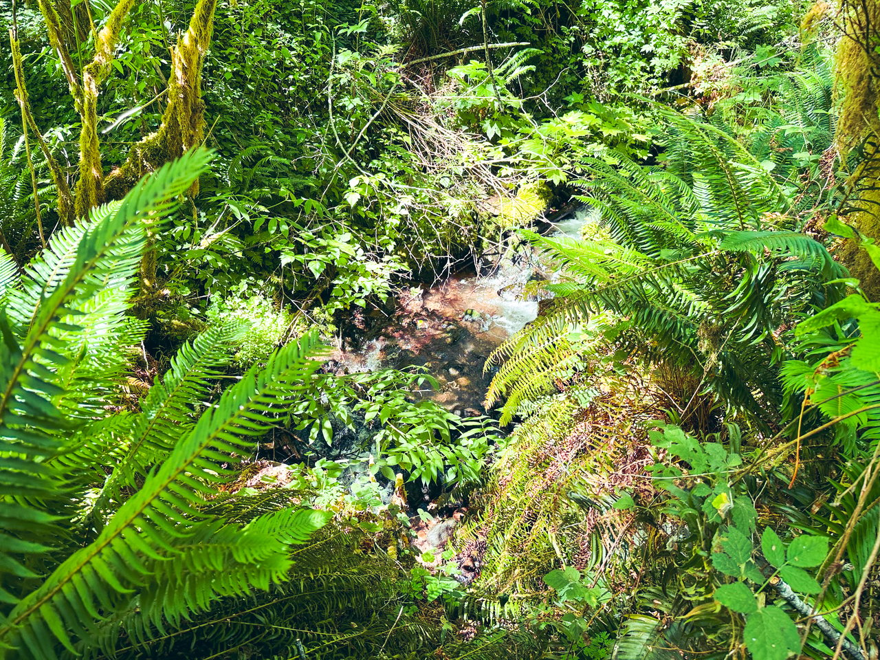 MILL CREEK FOREST