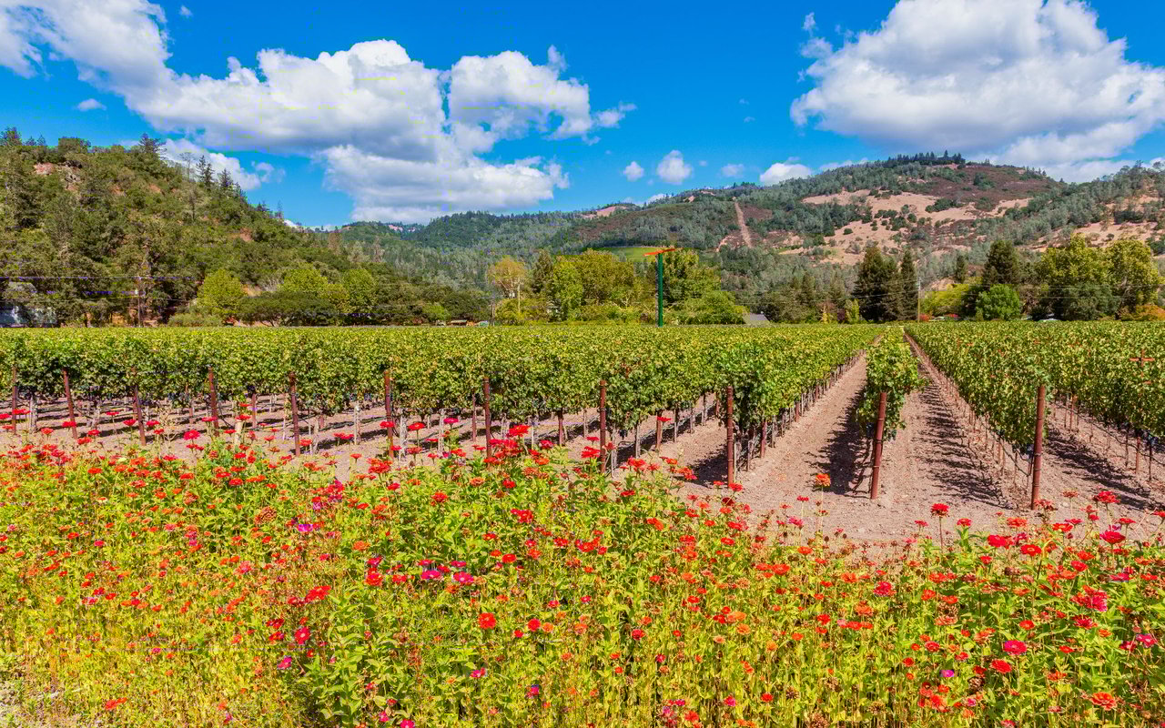 Calistoga