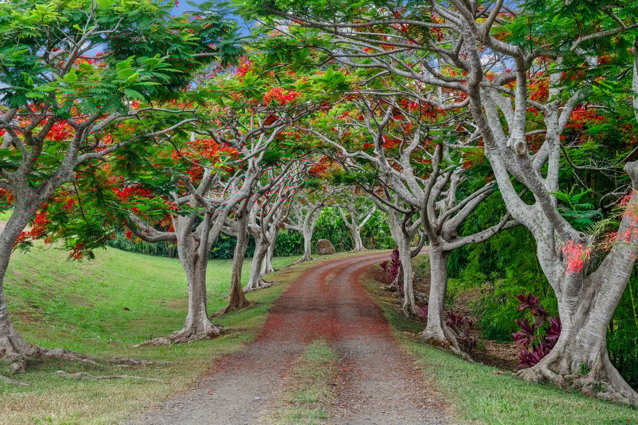 7473 E Koolau Rd: From Mountain Apples to Royal Poincianas
