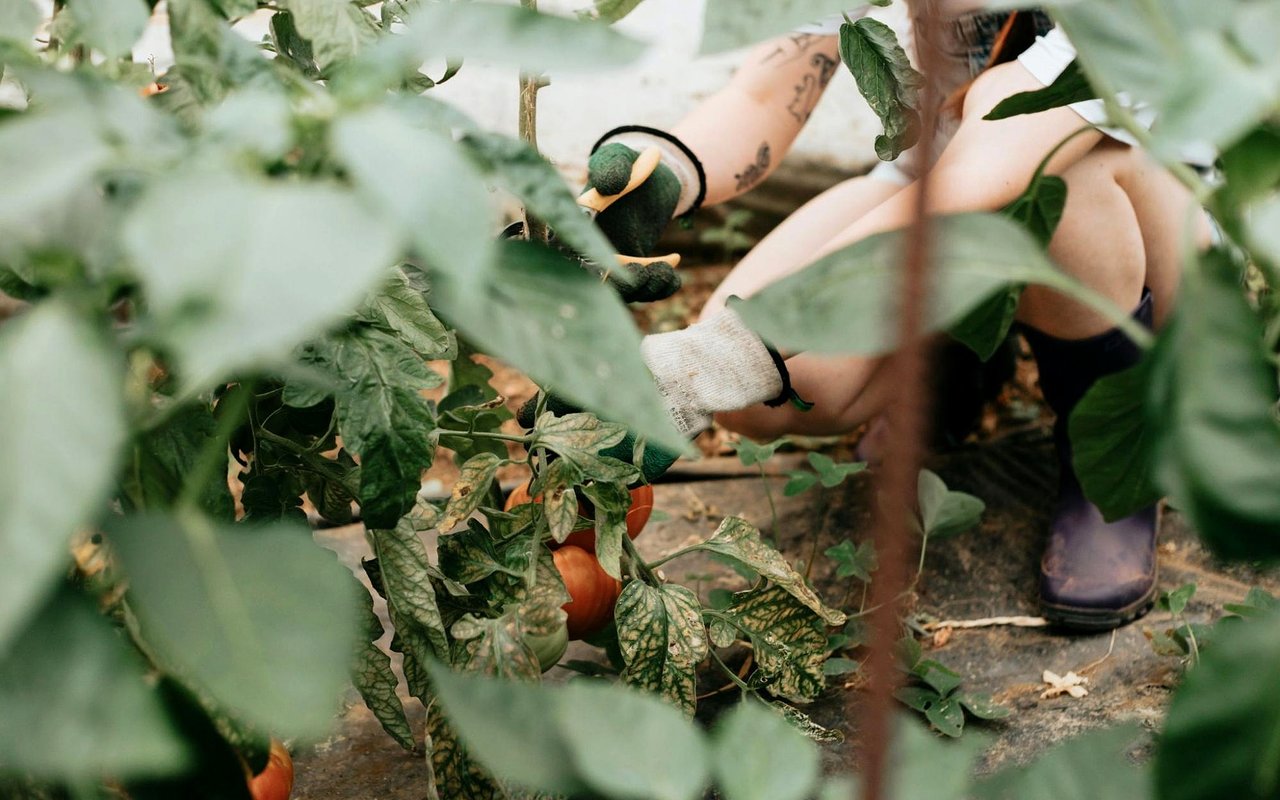 The Role of Landscaping in Boosting Your Home's Aesthetic Appeal