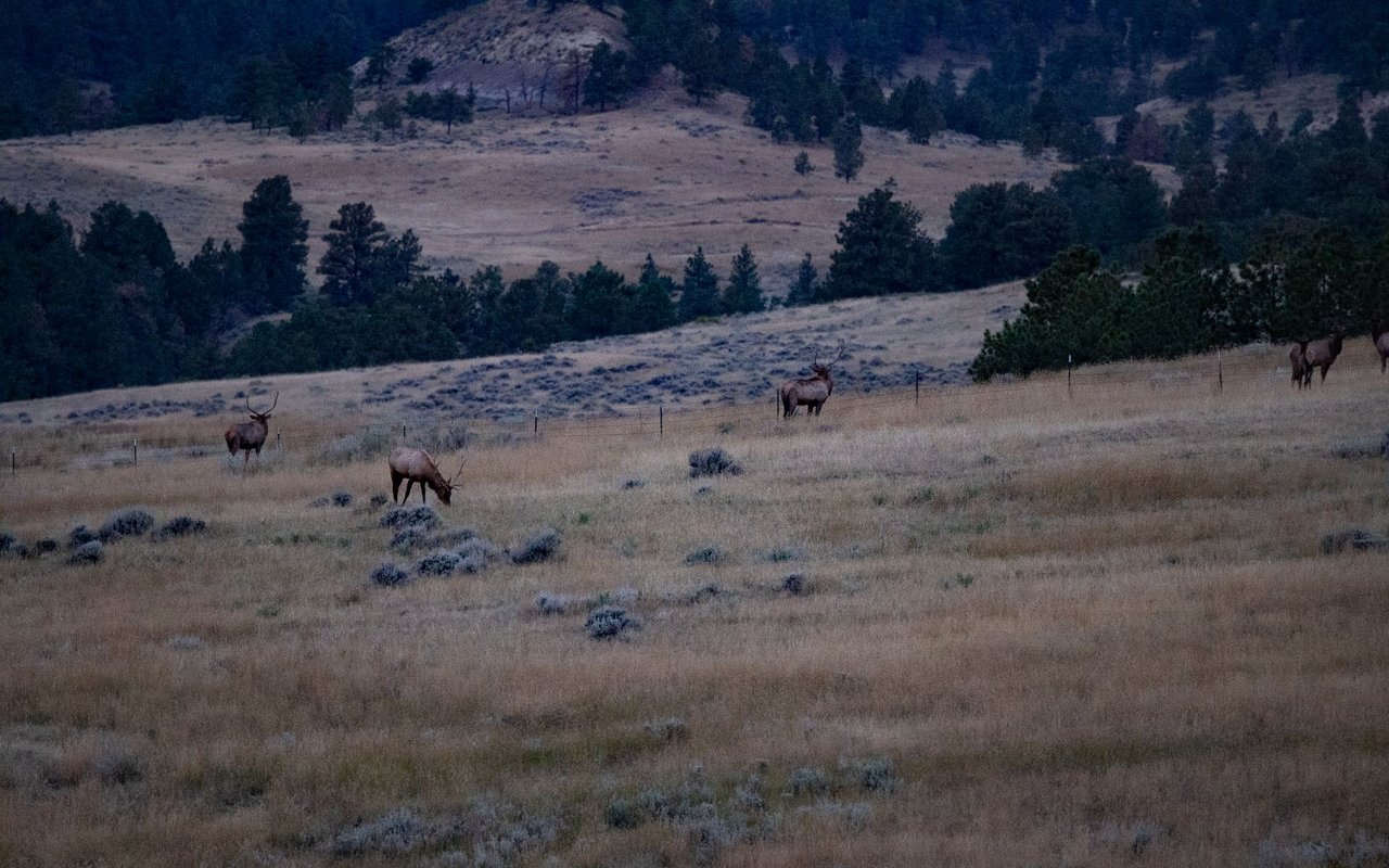 Elk Rich Ranch