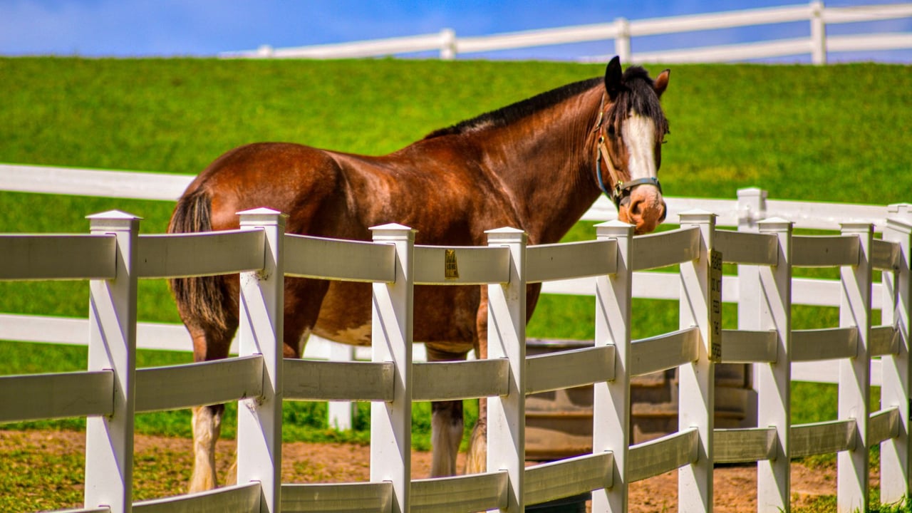 Horse Property with Acreage for Sale