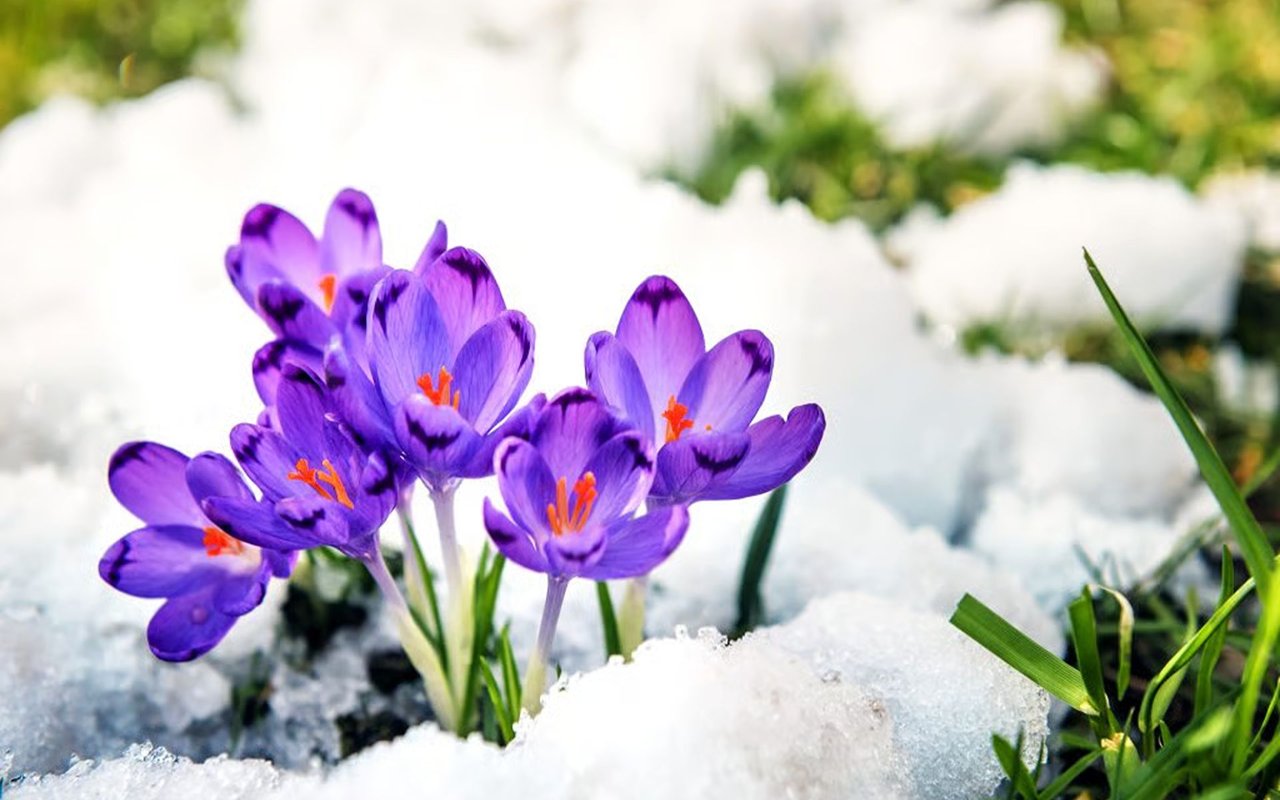 2 Spring Fever Open House Tours