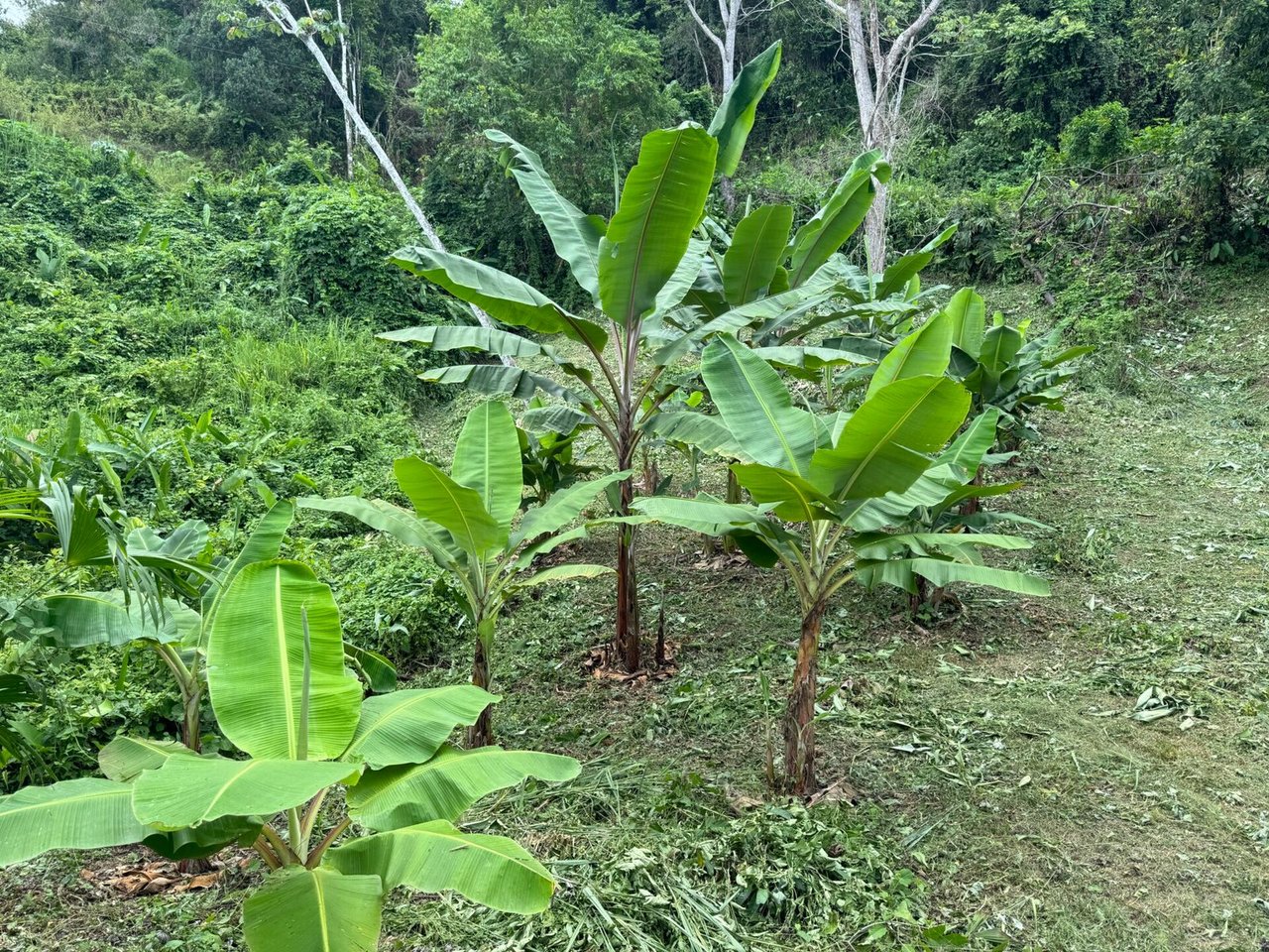 3 ACRES – Beautiful Mountain View Property, Small Ocean Window, Public Road Frontage, Multiple Building Sites, Many Fruit Trees!!!!