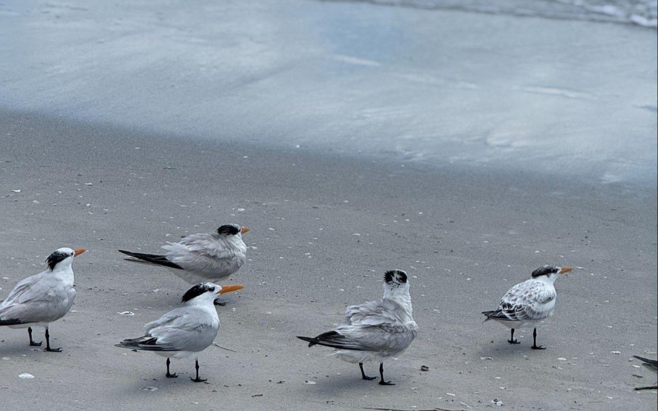 Why Living in Anna Maria Island Is a Dream Come True