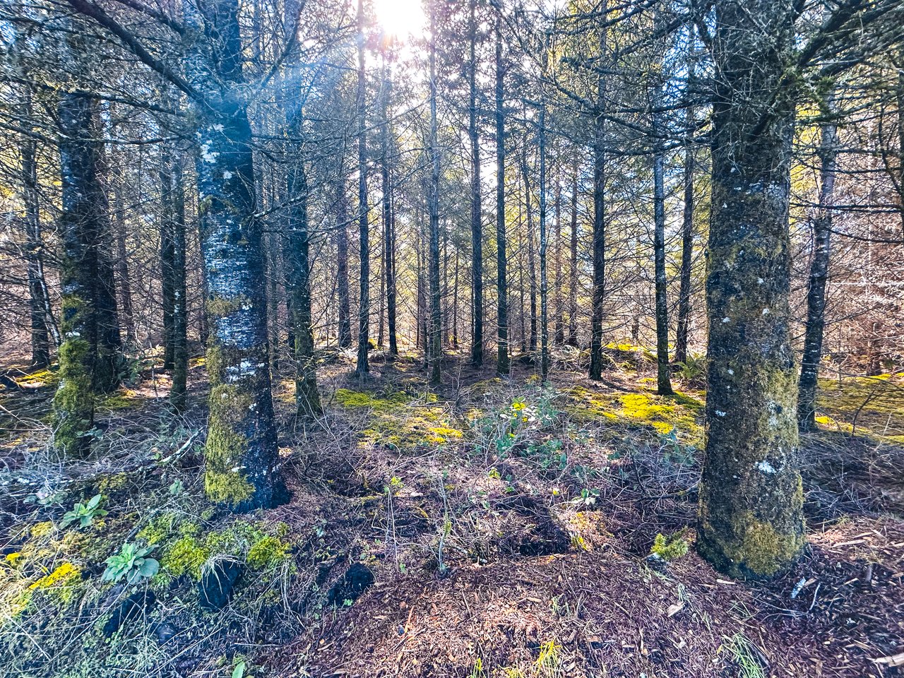 Marion Woods - Auction