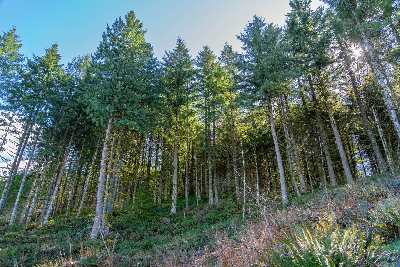 Marion Woods - Auction