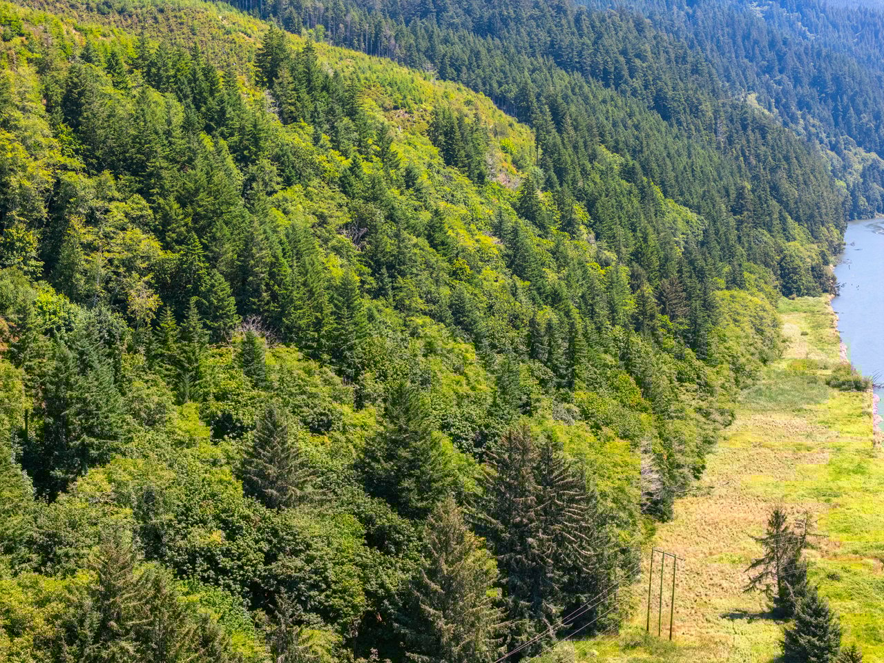 Alsea Estuary Forestland