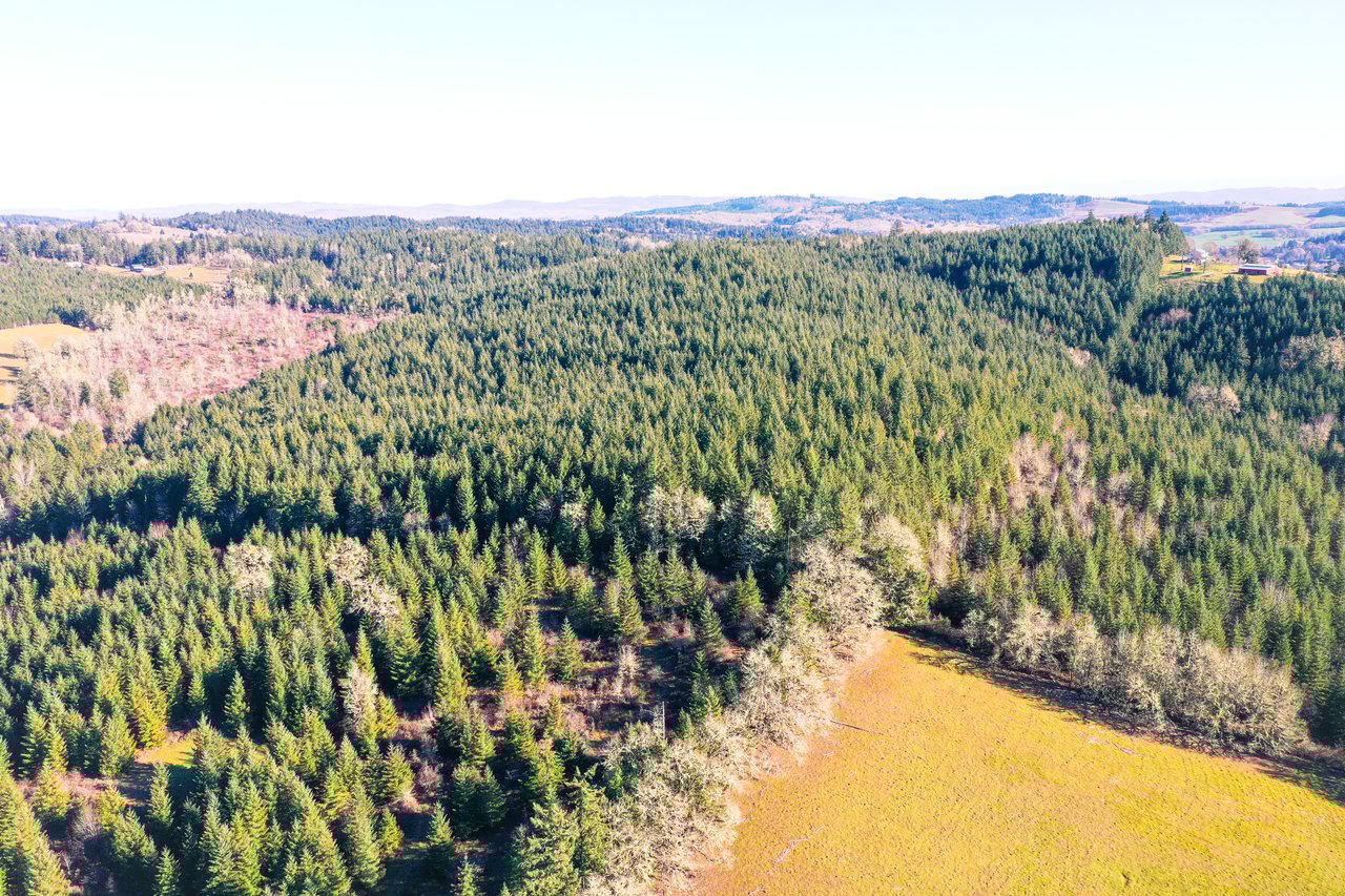 Liberty Forest Auction