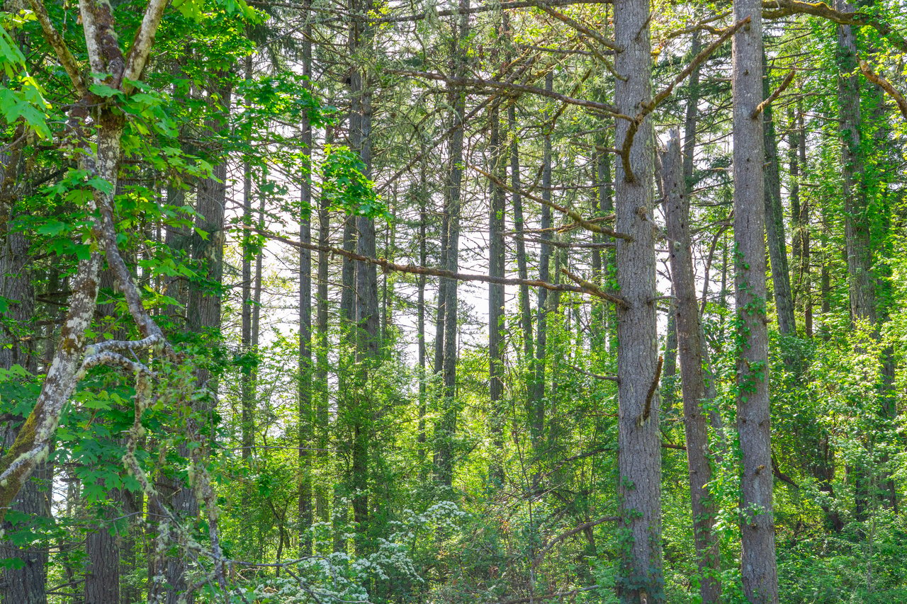 SUTHERLIN WOODLOTS