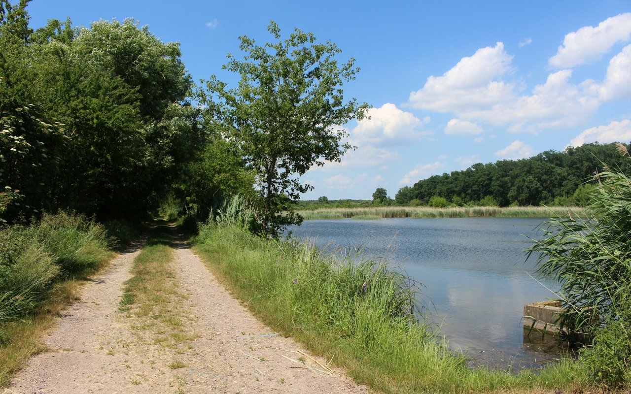 Gravel path follows a calm lake through leafy trees and tall grasses.