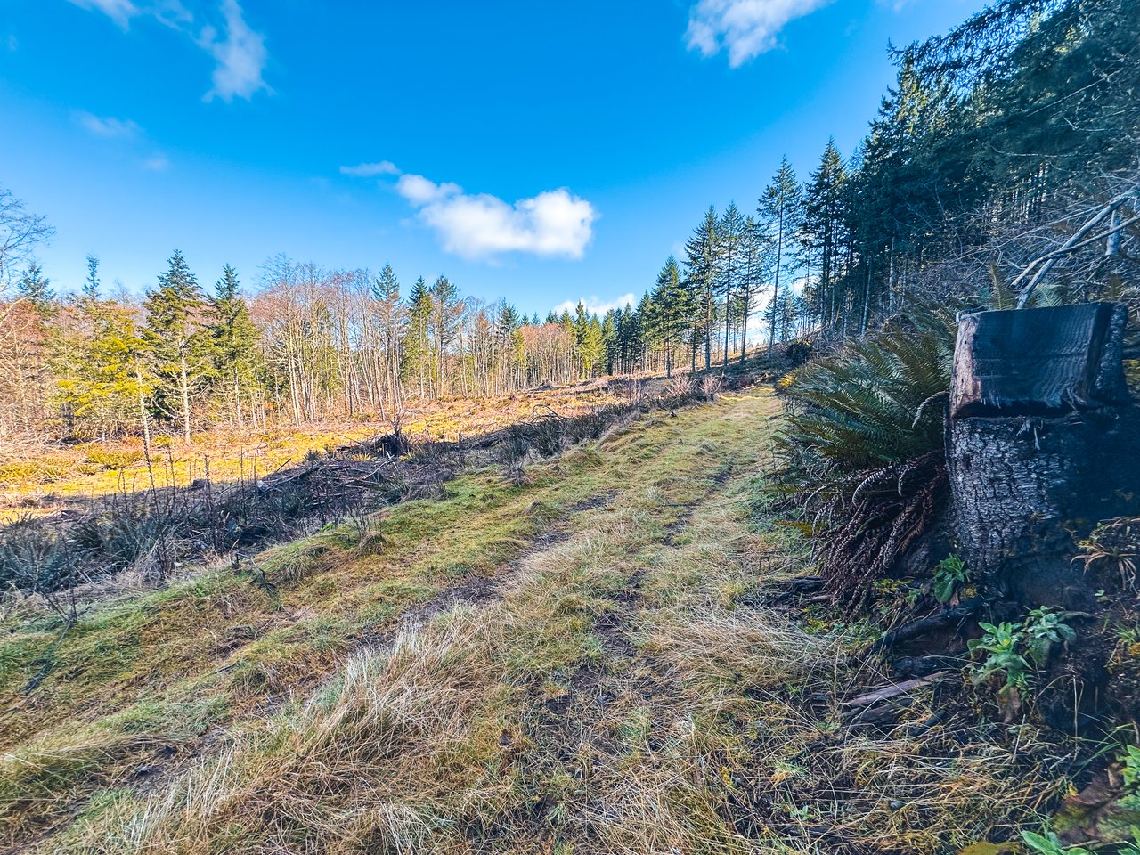 Marion Woods - Auction