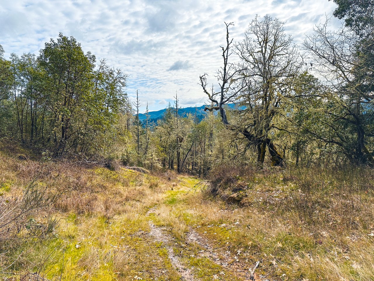 SUTHERLIN HEIGHTS