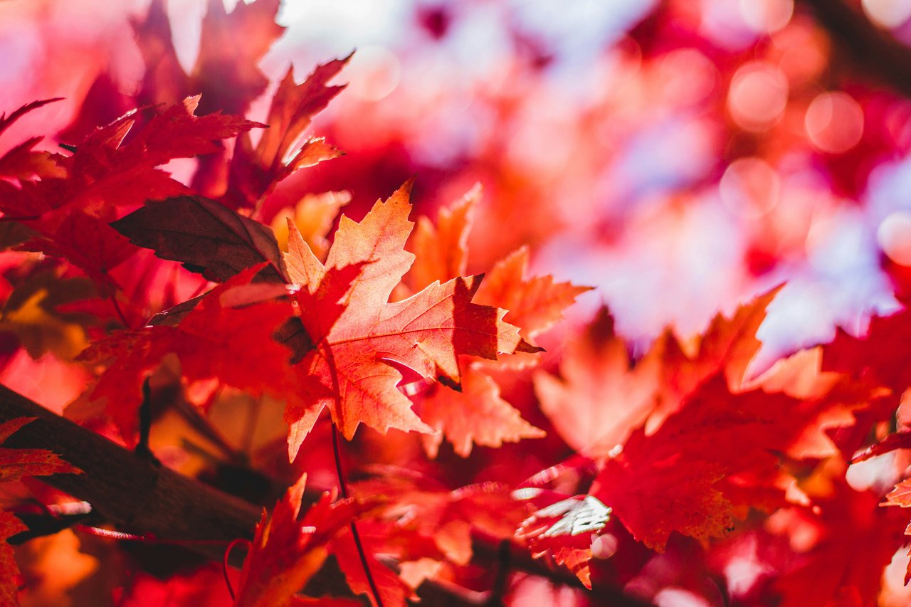 8 Fall Maintenance Tips
