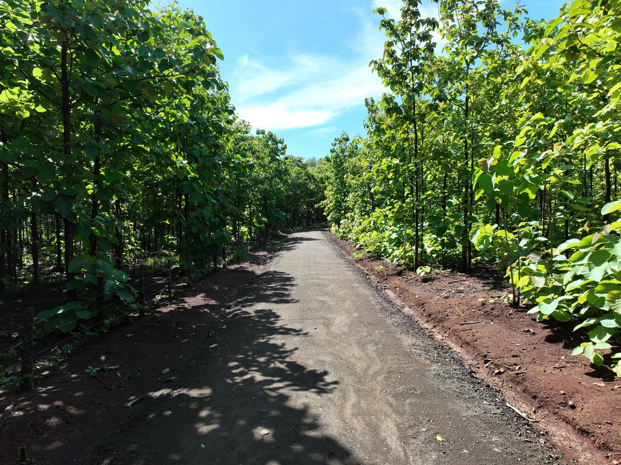 Lot #17 in Pinilla Teka | 5,000m² Lot in Altos de Pinilla, Tranquility and Opportunity 10 Minutes from Playa Avellanas!