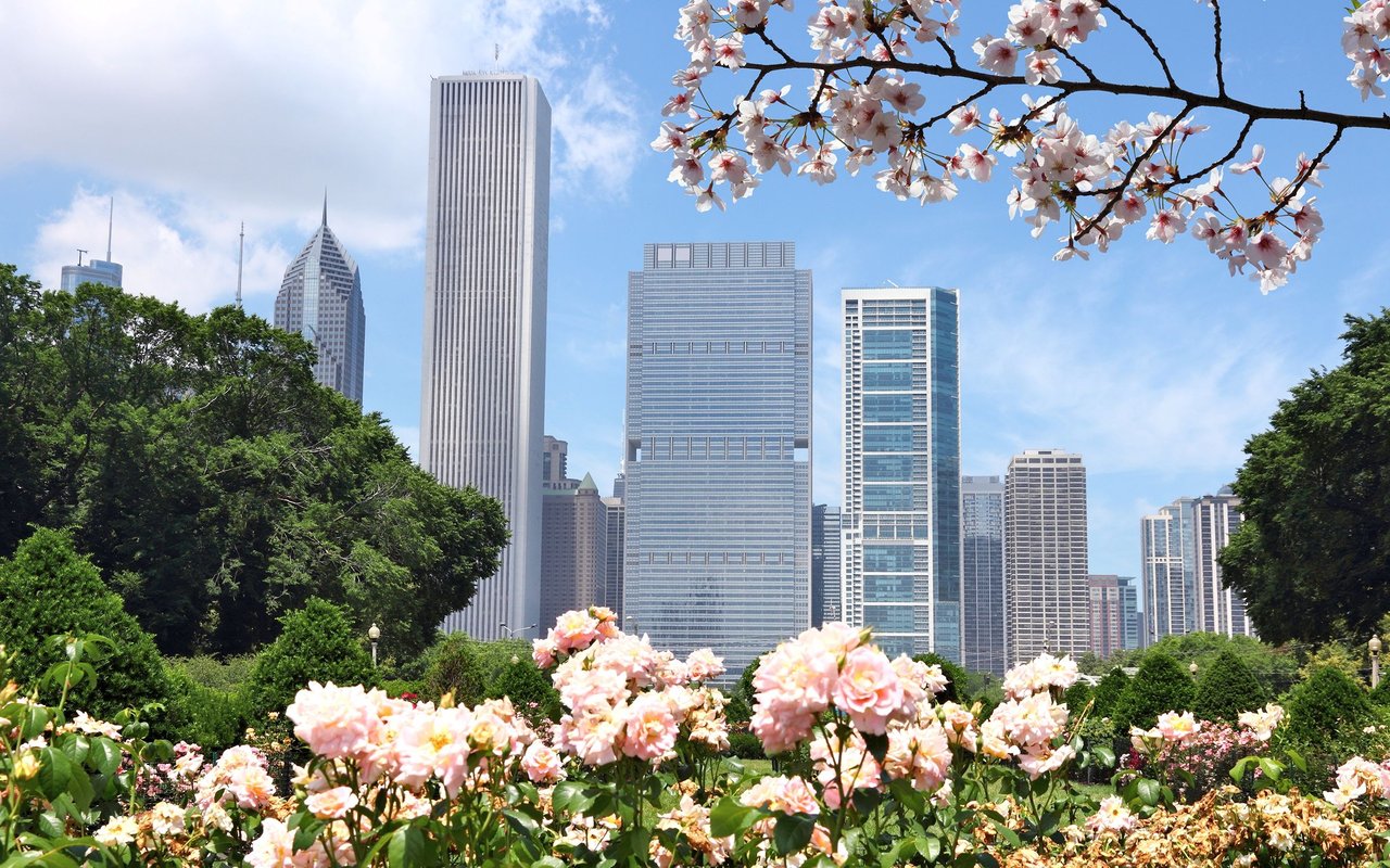 Chicago skyline beyond a spring rose garden.