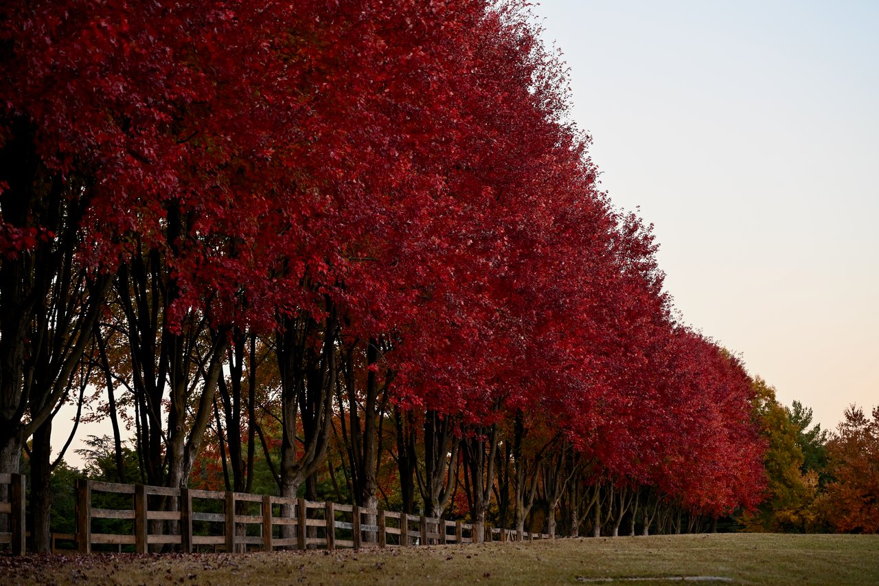 Silver Maple Manor