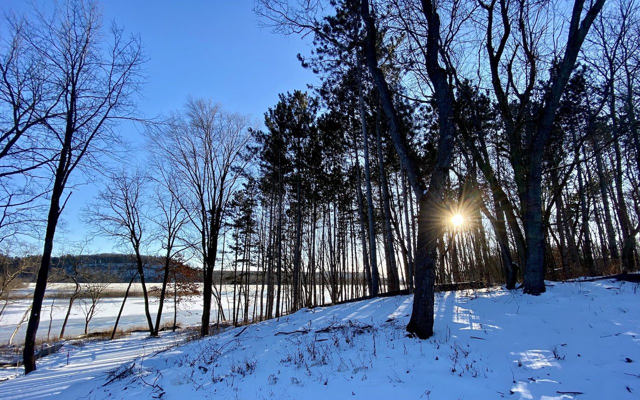 Shire Wood - January, 2020