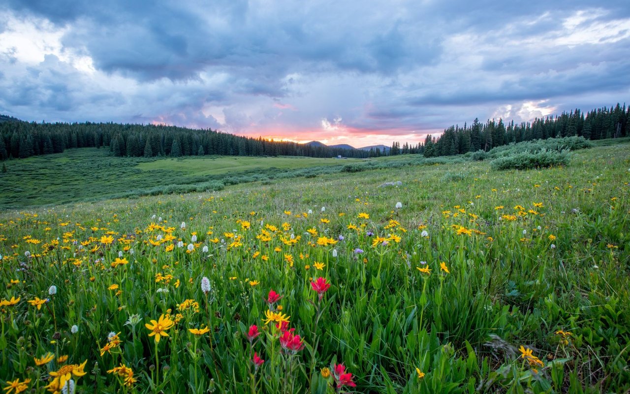 Best Places in the Denver Metro Area to See Wildflowers...But Just Look, Don’t Touch