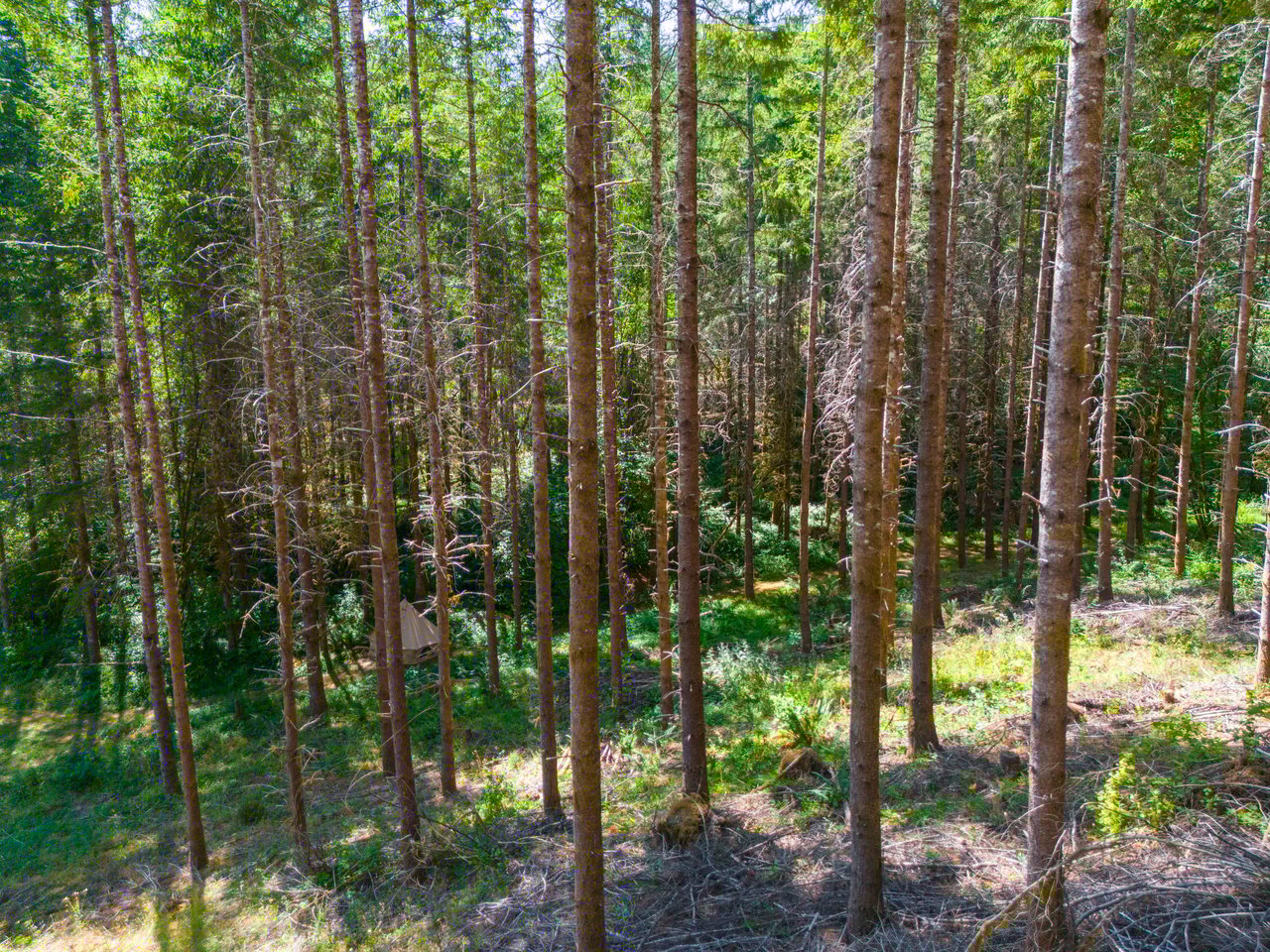 Thetford Home & Forest