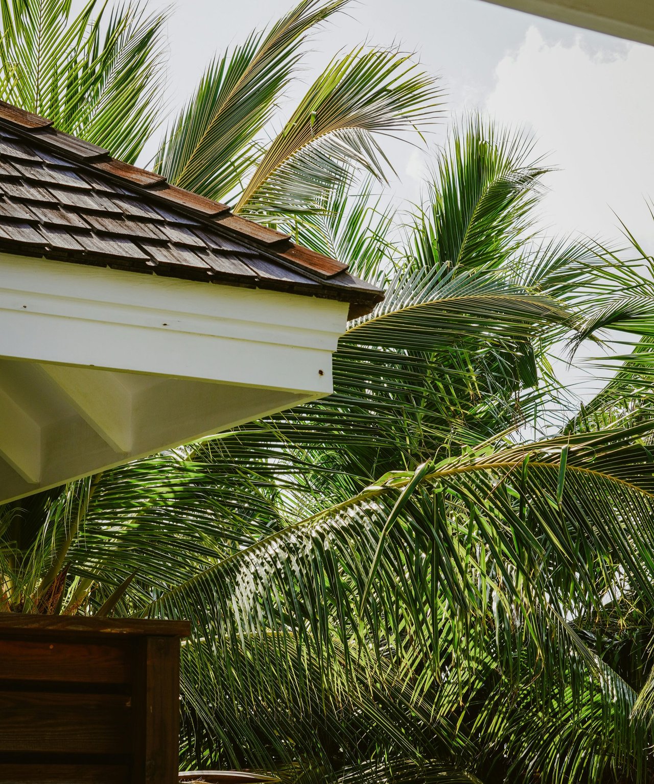 White house roof framed by dense palm fronds.