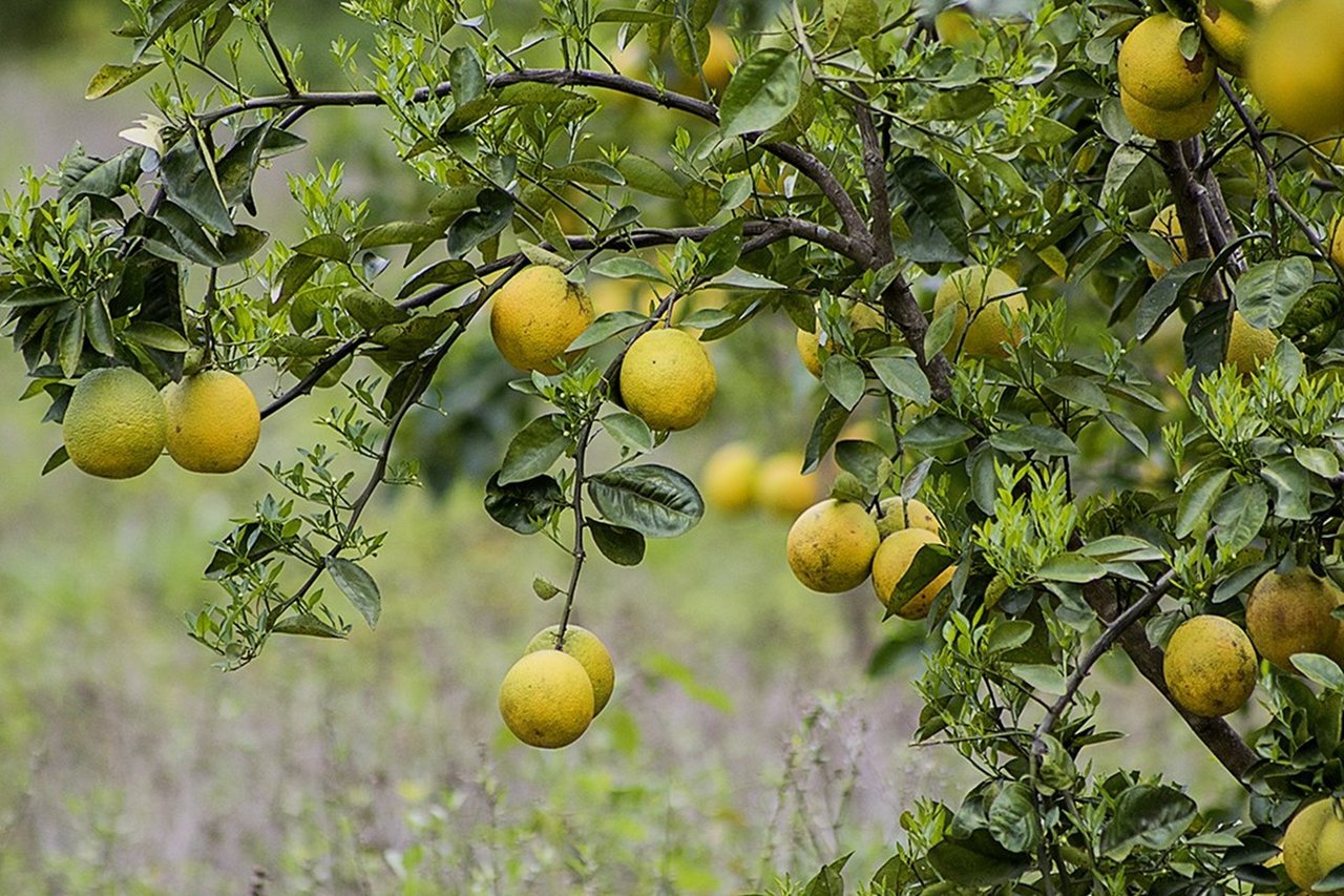 Mountain View Land with Several Building Sites and Mature Fruit Trees