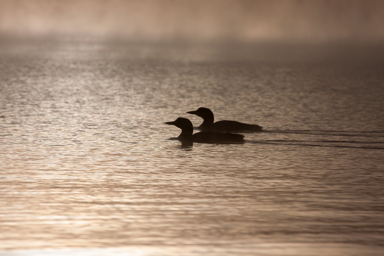 Seller Success Story: Loon Lake Waterfront Home Helping Clients Through the Next Chapter