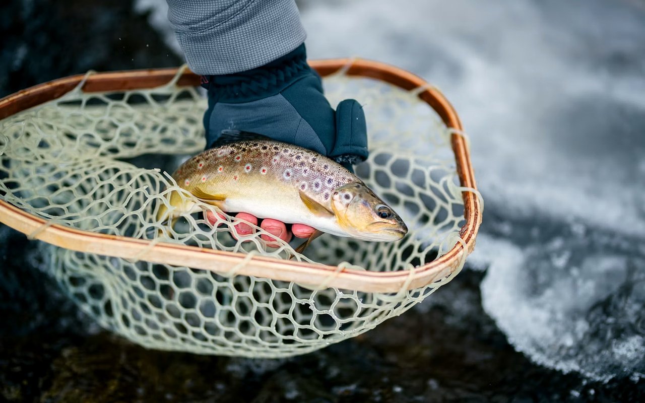 Spotted trout resting in a landing net over a flowing stream.
