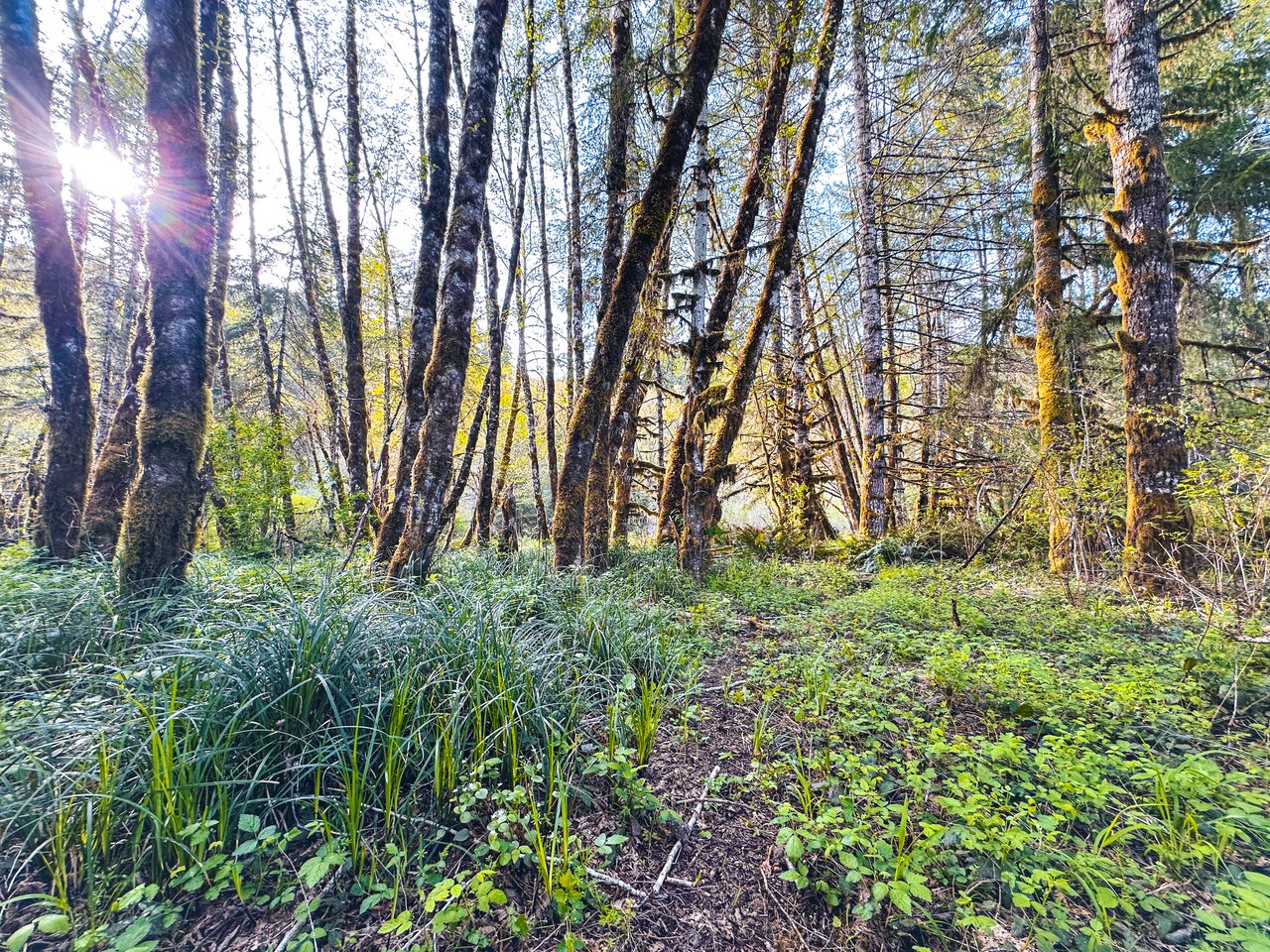 Nelson Mountain Meadows