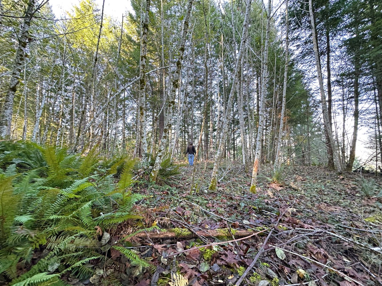 Rust Road Forest