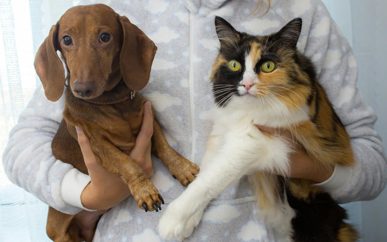 Expert Questions to Ask When House-Hunting with Pets in Mind
