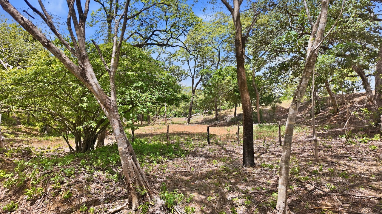 3.4 Acres of Quiet Country Living | 12 minutes from the Beach - Tempate 