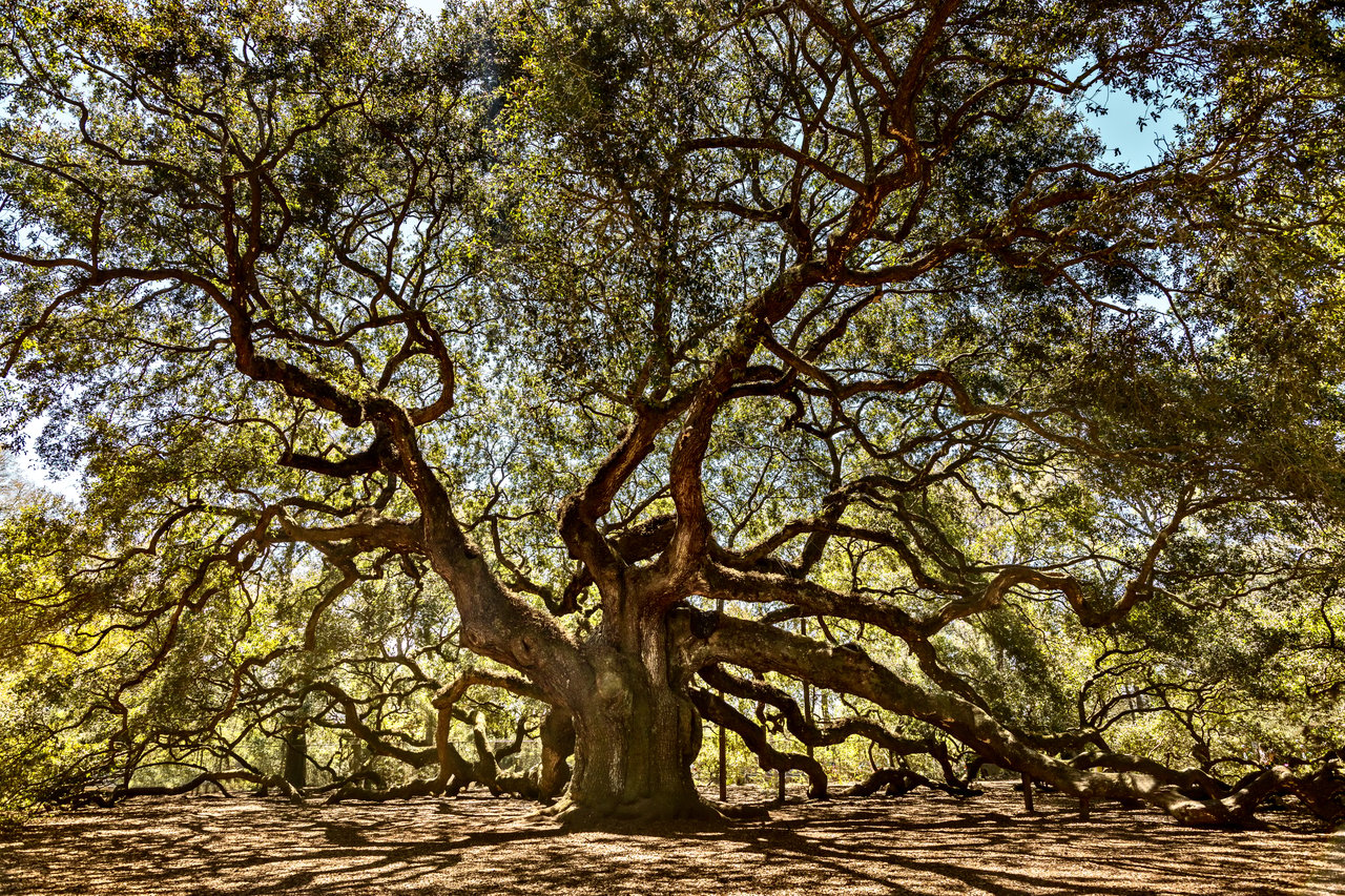 Johns Island