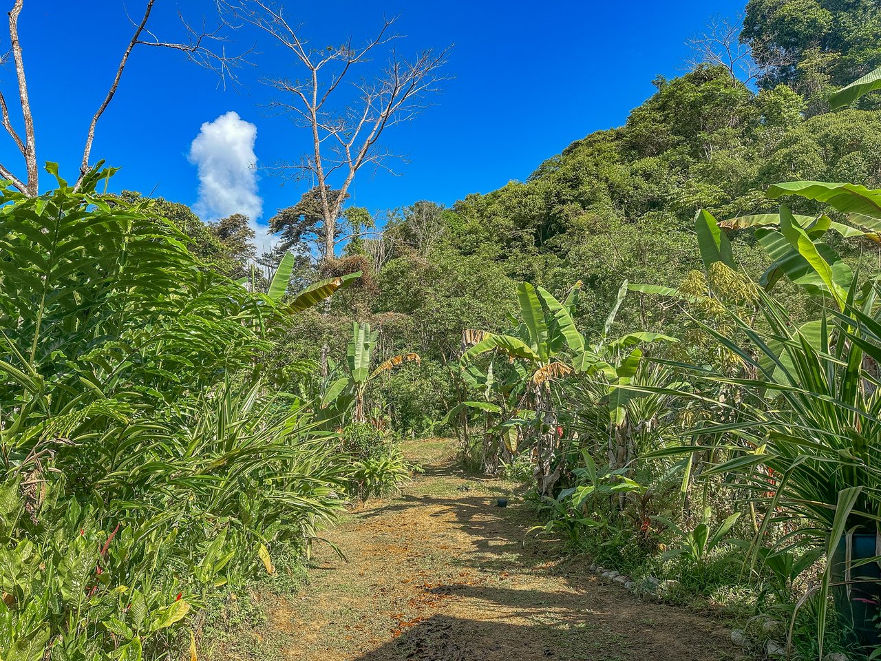 Tinamastes Costa Rica Property with Home, Yoga Deck & Land