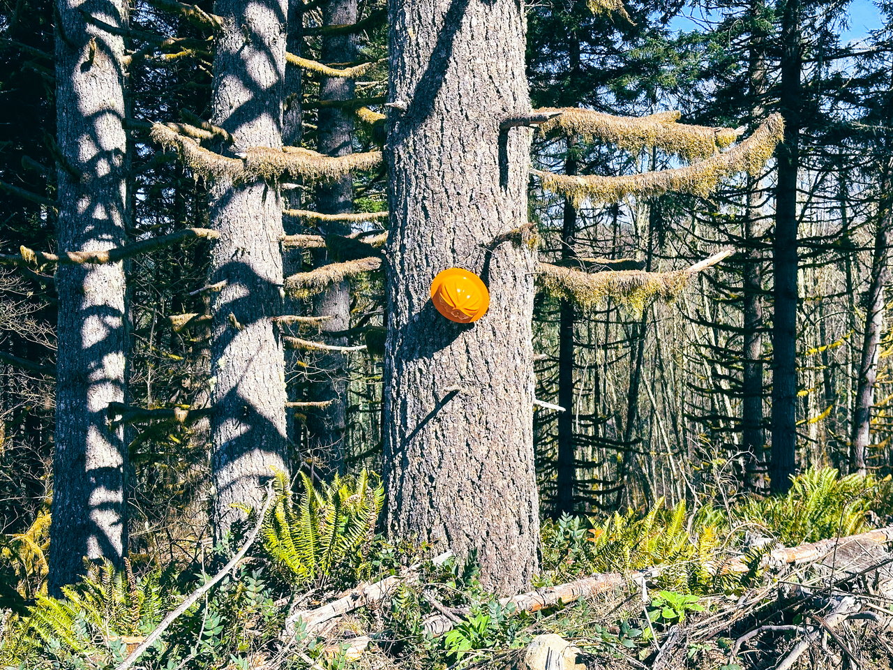 Marion Woods - Auction