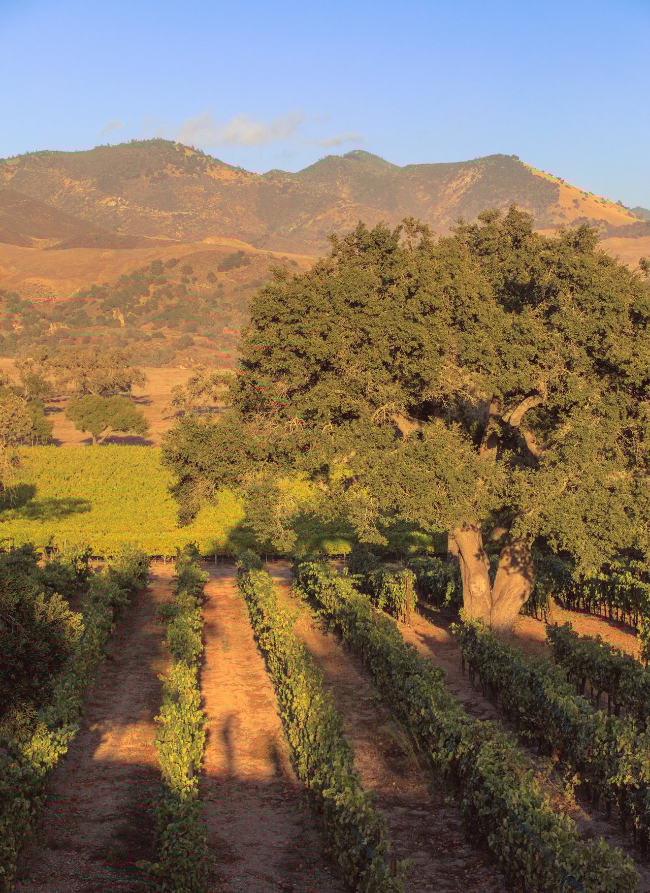 Rancho la Zaca