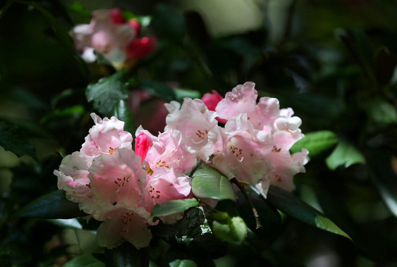Where to See Rhododendrons in Bloom in Sonoma County