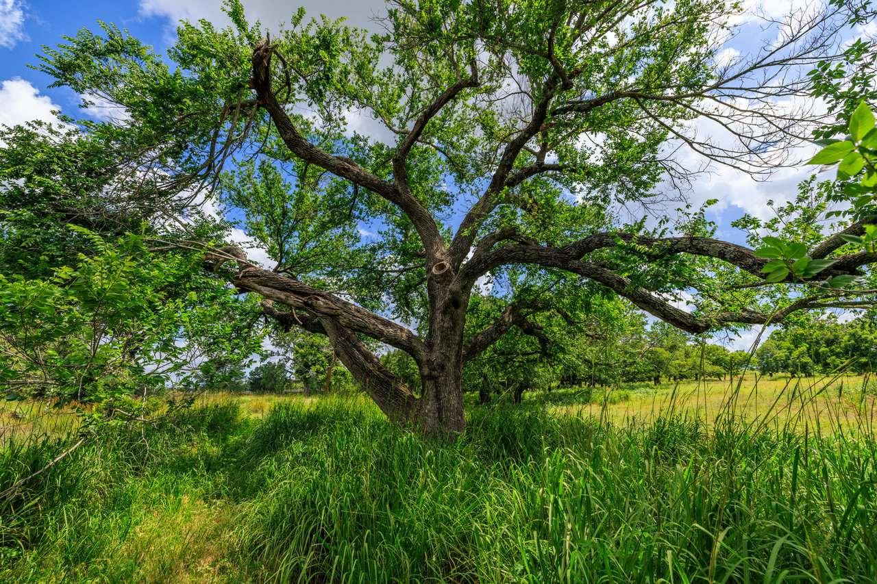 Live Oak Creek Ranch 